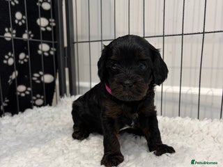 Cavapoo dogs LAST FEMALE - F1 Cavapoo - Parents DNA Tested - Advert 4