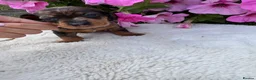 Dachshund dogs for sale: Standard wire haired dapple dachshund  in Worcester - Advert 24