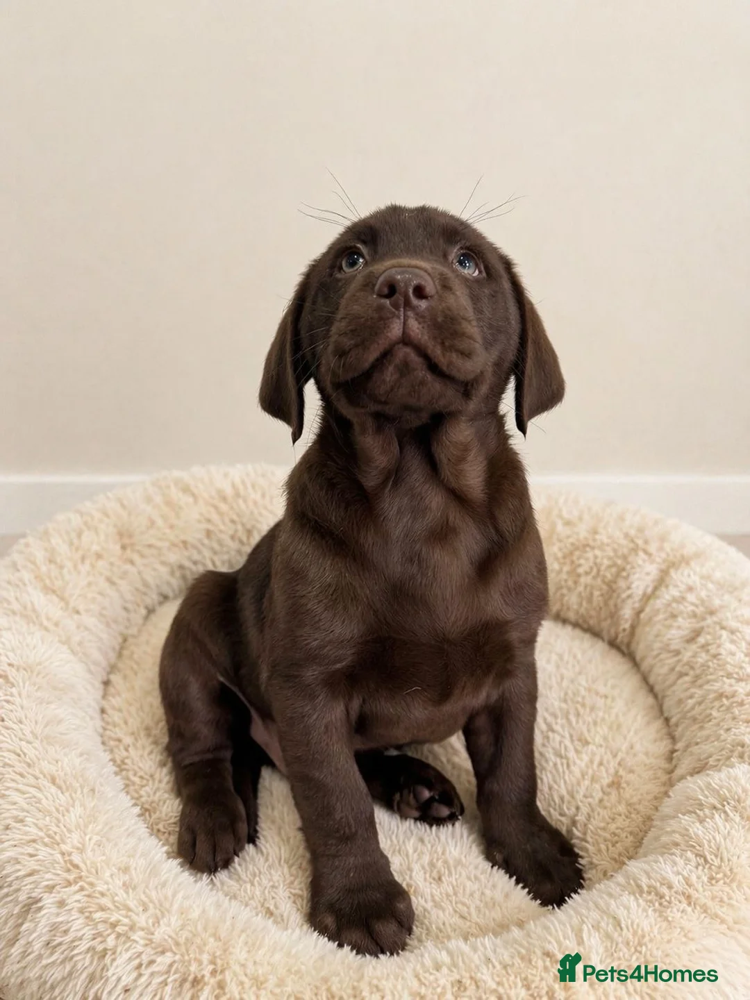 Labrador Retriever dogs for sale: Advanced trained Labrador  - Advert 2