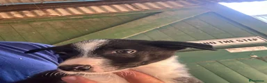 Border Collie 1