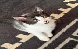 Mixed Breed cats for sale: 5 little sweet kitten  - Image 1