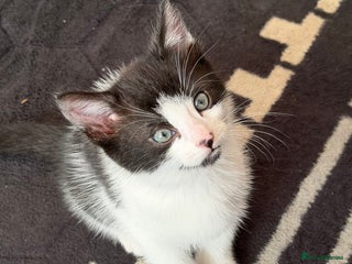 Mixed Breed cats - Advert 33