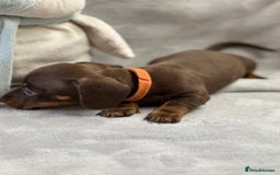 Miniature Dachshund dogs for sale: Miniature dachshund  - Image 18