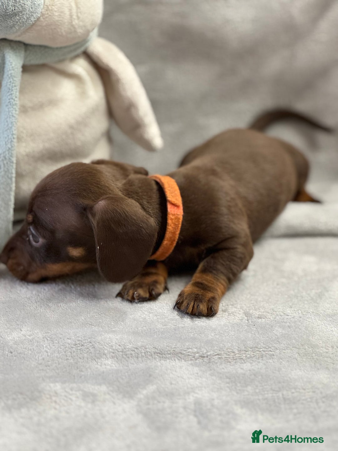 Miniature Dachshund dogs for sale: Miniature dachshund  - Image 18