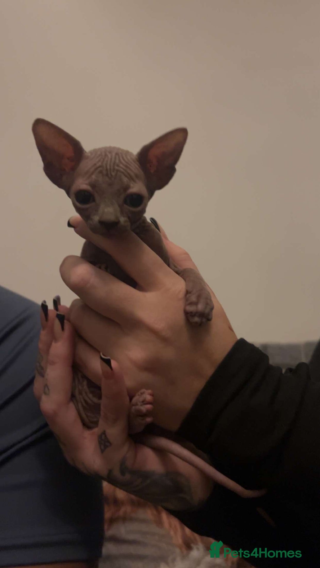 Sphynx cats for sale: Sphinx kittens  - Advert 6