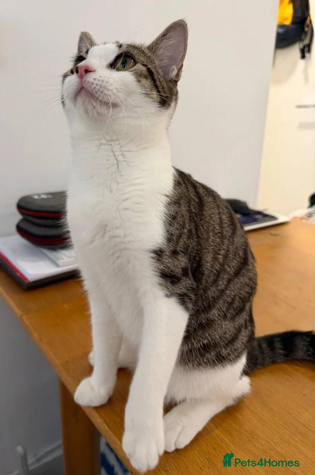 British Shorthair cats for sale: Adorable 8 Month Old Female Kitten - Advert 4