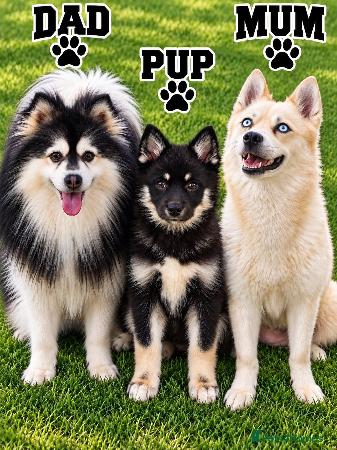 Pomsky dogs F3 pomsky puppy's for sale  - Advert 2