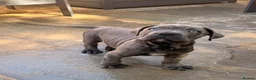 Cane Corso dogs for sale: Brutus(X-Man) World Winner line Cane Corso Puppies - Advert 9