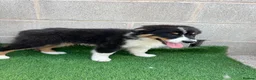 Australian Shepherd dogs for sale: Kc registered male Australian Shepherd Puppy - Advert 9