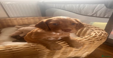Cocker Spaniel dogs - Advert 2