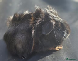 Guinea Pig rodents Gorgeous guinea pigs, mixed breeds - Advert 3