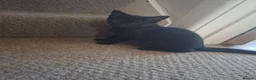 Mixed Breed cats for sale: 2 x male black tabby kittens READY TO GO NOW - Advert 3