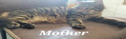 Mixed Breed cats for sale: Adorable kittens  - Advert 1