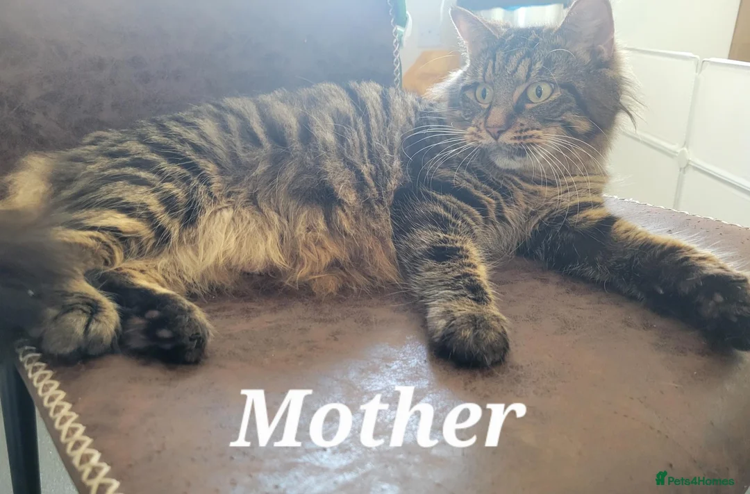 Mixed Breed cats for sale: Adorable kittens  - Advert 1