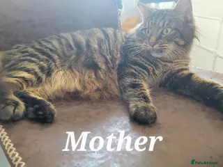 Mixed Breed cats Adorable kittens - Advert 1