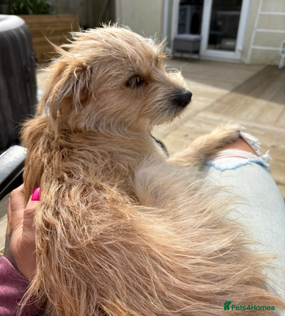 Mixed Breed dogs for sale: Gorgeous mixed breed girl - Advert 3