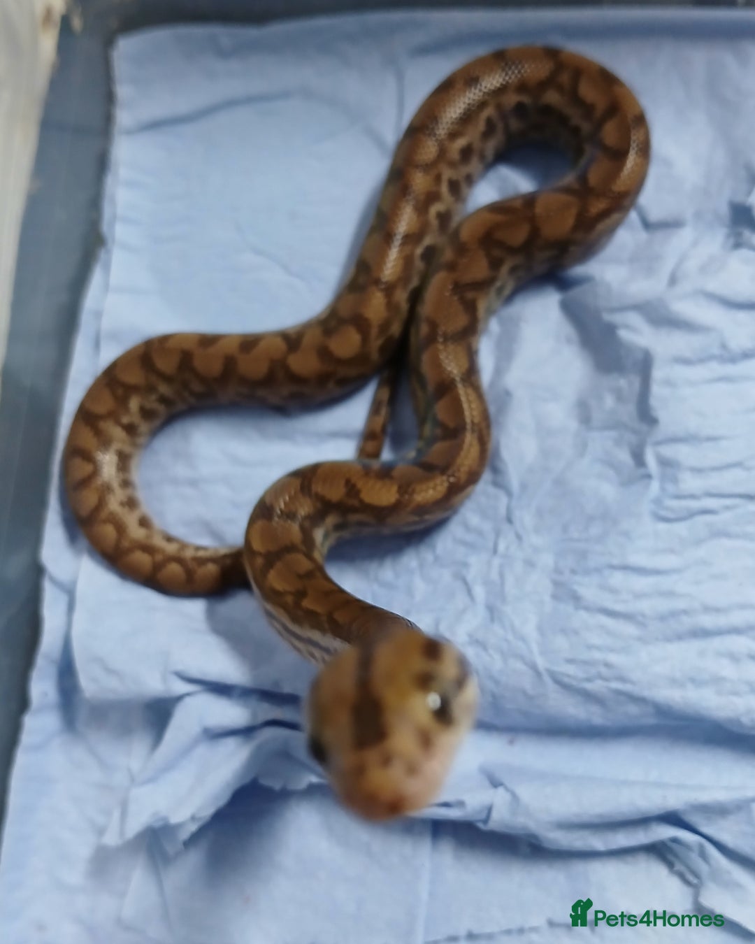 Boa Snake reptiles for sale: Colombian Rainbow Boa Het Albino  - Image 5