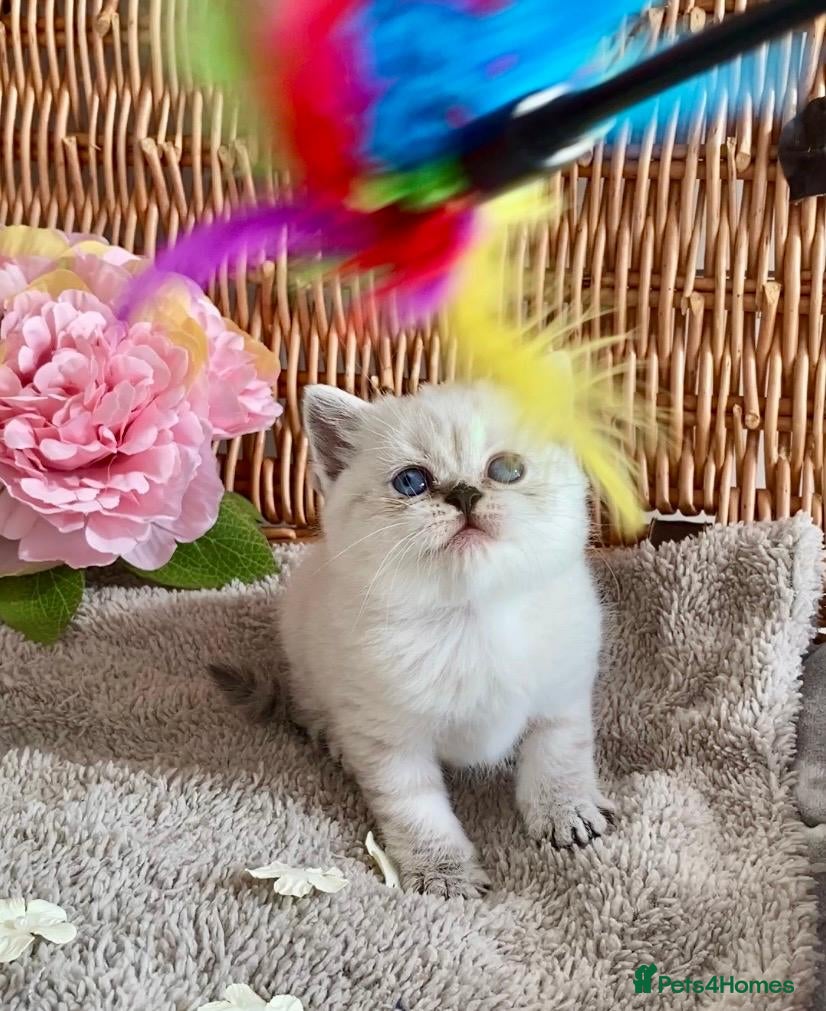 British Shorthair cats RARE SEAL LYNX PURE BRED BSH TEDDY BEARS - Advert 16