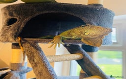 Iguana reptiles for sale: Tank the tame Blue Iguana  - Image 2