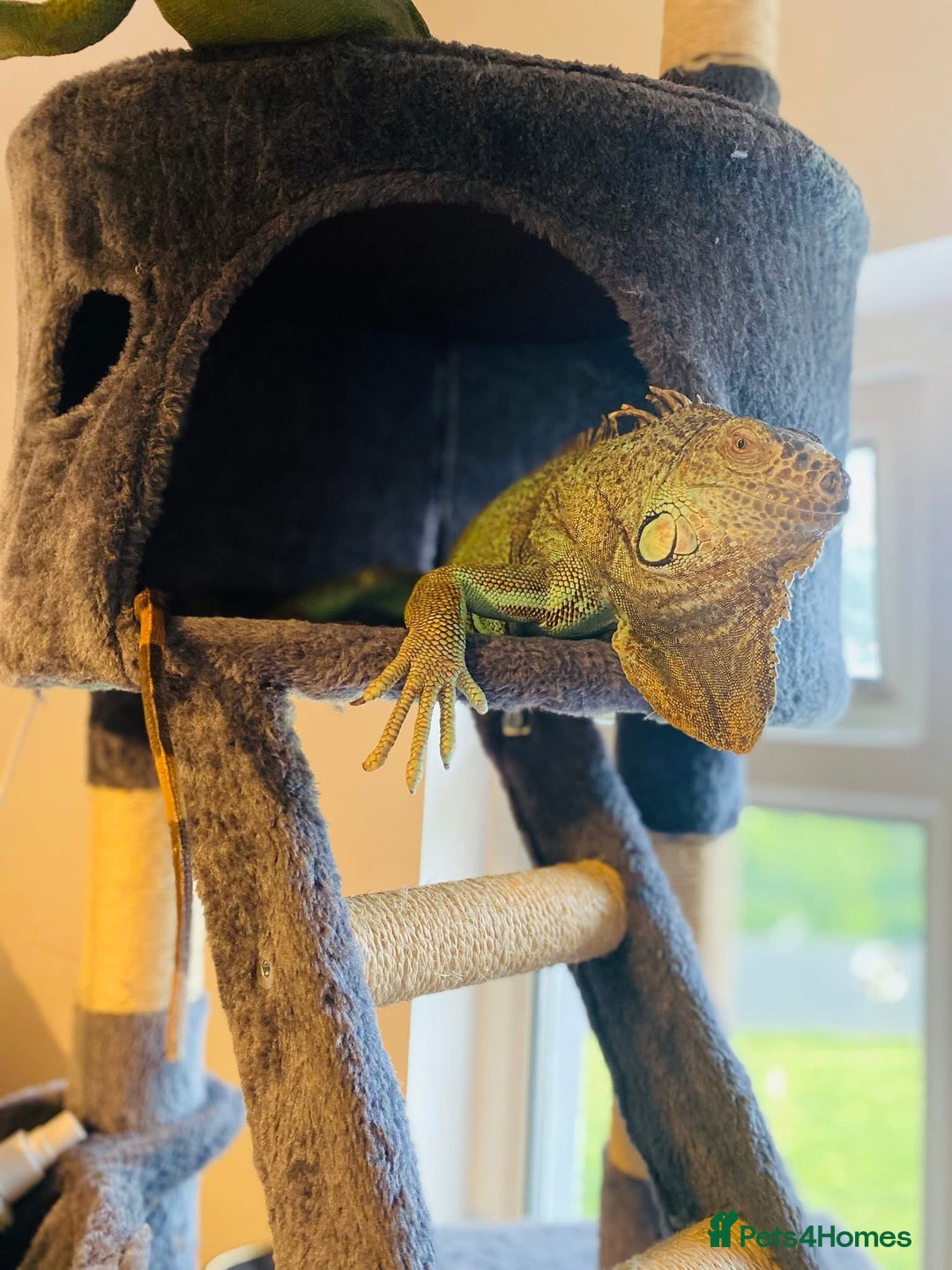 Iguana reptiles for sale: Tank the tame Blue Iguana  - Image 2