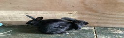 Flemish rabbits for sale: FLEMISH GIANT,CROSS - Advert 13