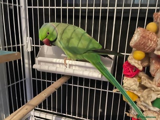 Parrots birds - Advert 11
