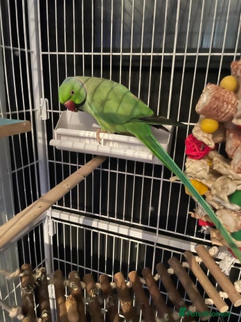 Parrots birds - Advert 6
