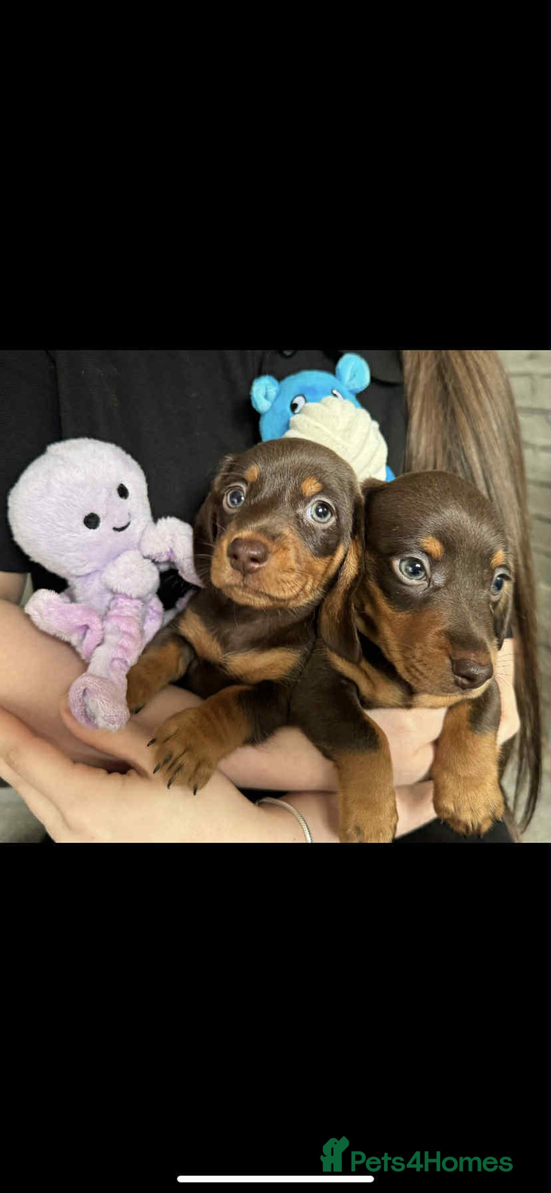 Miniature Dachshund dogs for sale: Miniature dachshunds for sale  - Advert 9