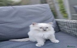 Ragdoll cats for sale: Adorable Ragdoll Boy for Sale - East London - Image 8