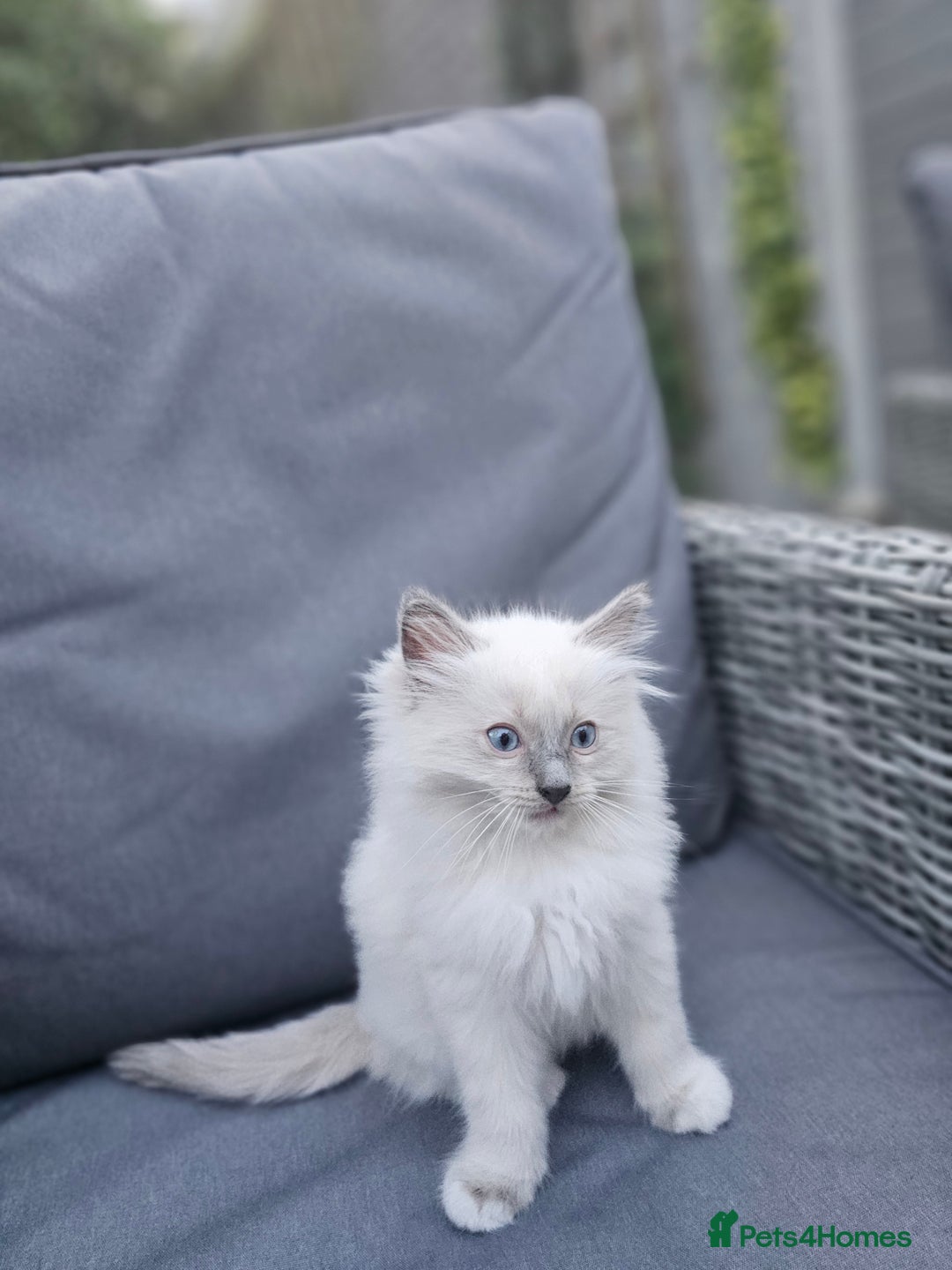 Ragdoll cats for sale: Adorable Ragdoll Boy for Sale - East London - Image 8