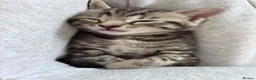 Bengal cats for sale: Mixed Bengal Kittens - Advert 5