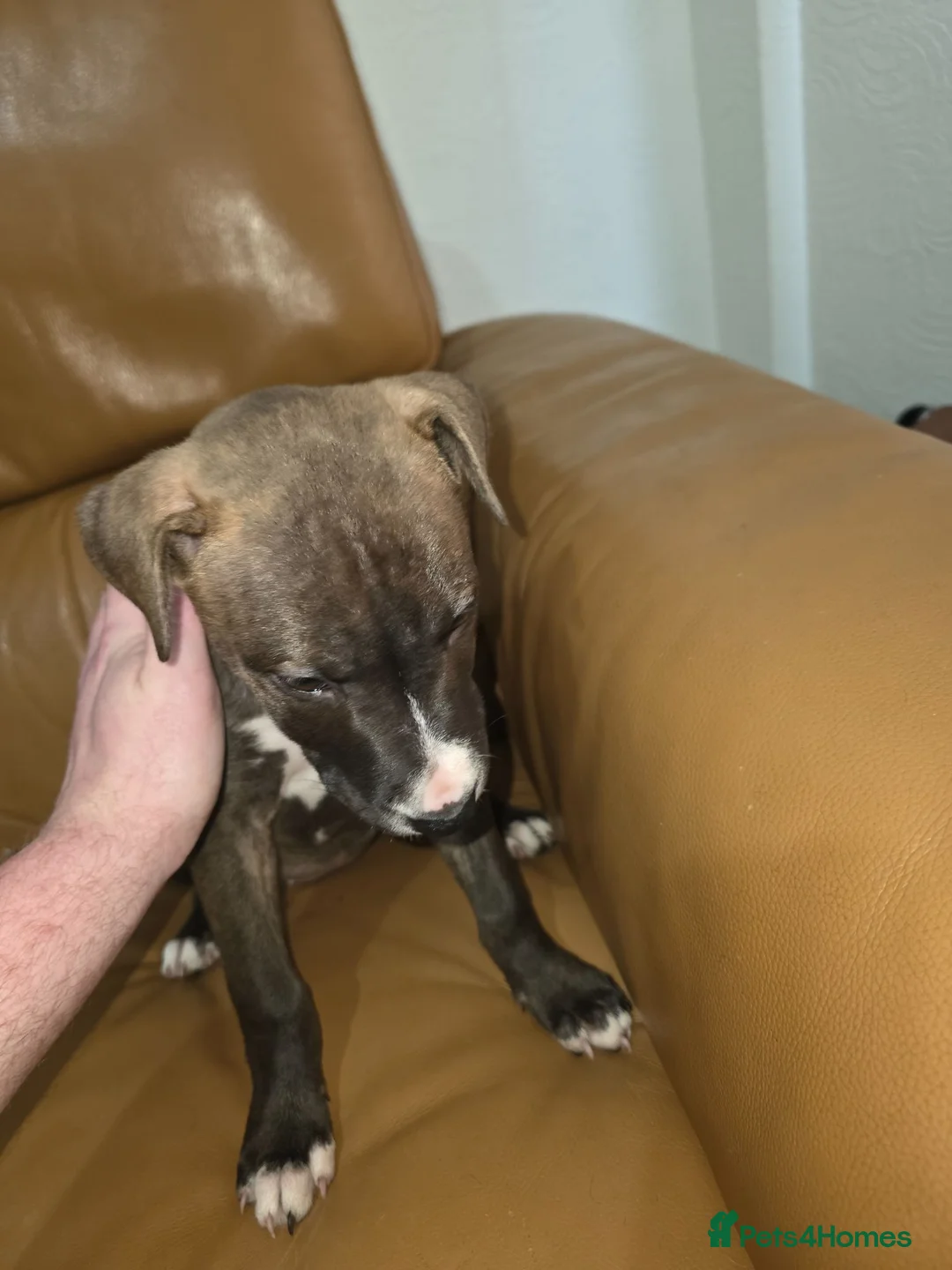 Mixed Breed dogs for sale: Beautiful mixed breed puppies - only 2 girls left - Advert 5