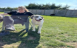 Mixed Breed dogs for adoption: WIGGLY WIGGLE  - Image 1