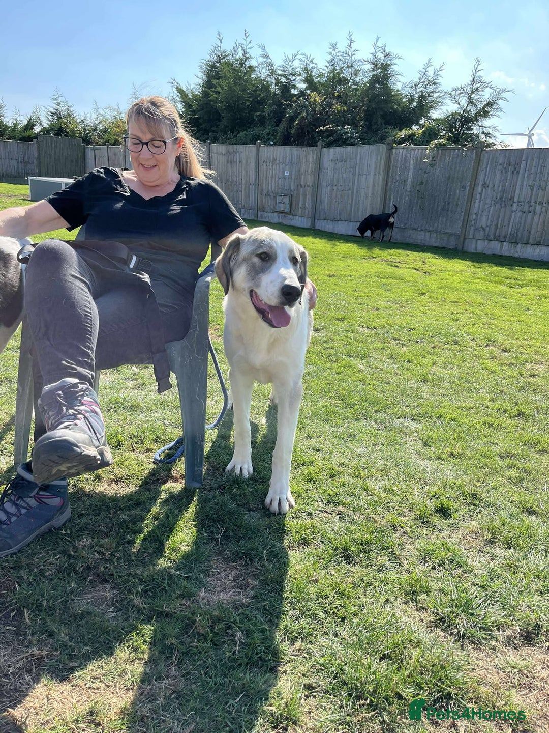 Mixed Breed dogs for adoption: WIGGLY WIGGLE  - Image 1