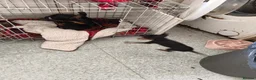 English Toy Terrier dogs for sale: Baby ett puppies for sale  - Advert 2