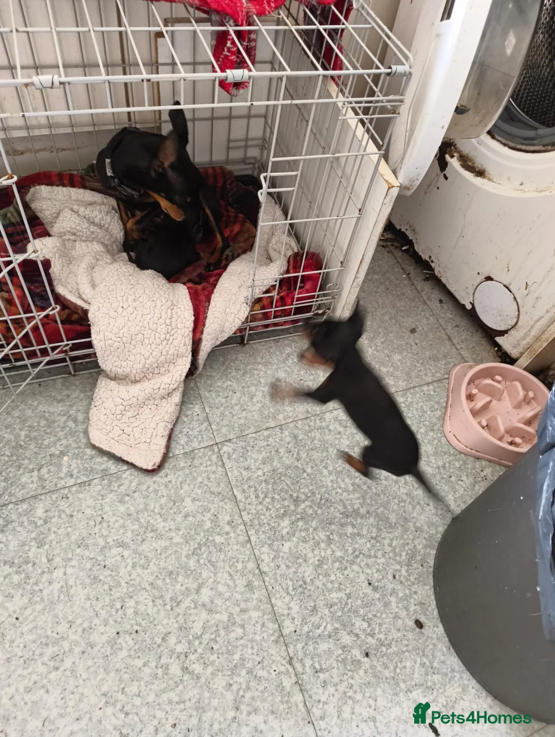 English Toy Terrier dogs for sale: Baby ett puppies for sale  - Advert 2
