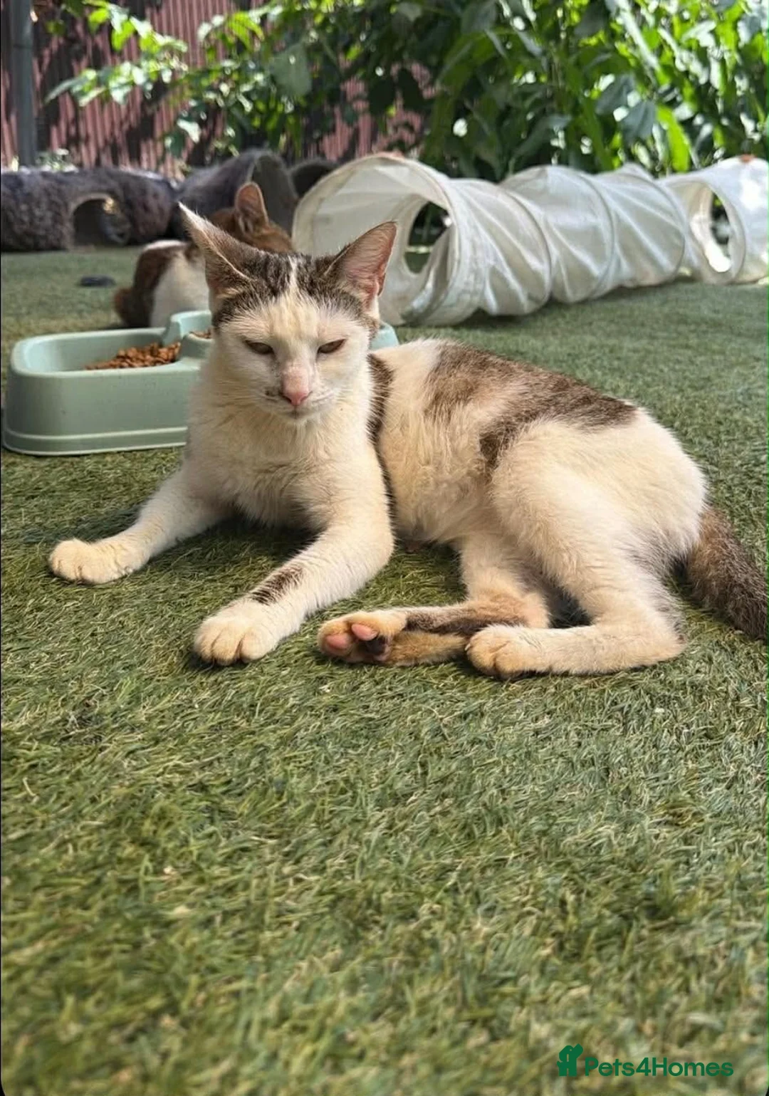 Mixed Breed cats for adoption: Prudence - Norwich Norfolk  in Norwich - Advert 2
