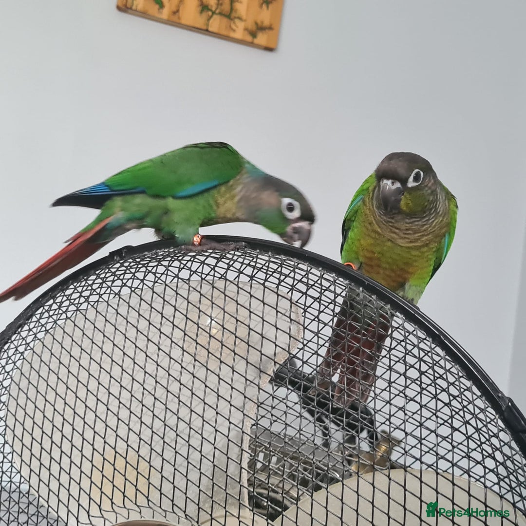 Conures birds for sale: Green Cheek Conure  - Image 8