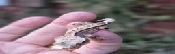 Gecko reptiles for sale: Various crested geckos - Advert 5