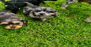 Cavapoo dogs - Advert 8