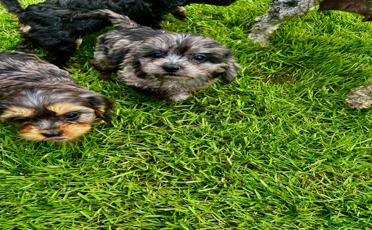 Cavapoo dogs - Advert 1