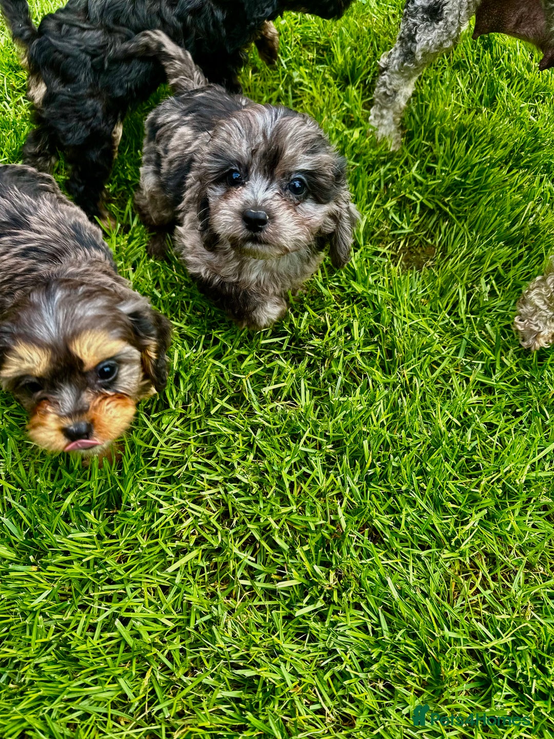 Cavapoo dogs for sale: Top Class Cavapoo pups double vaccinated! - Image 3