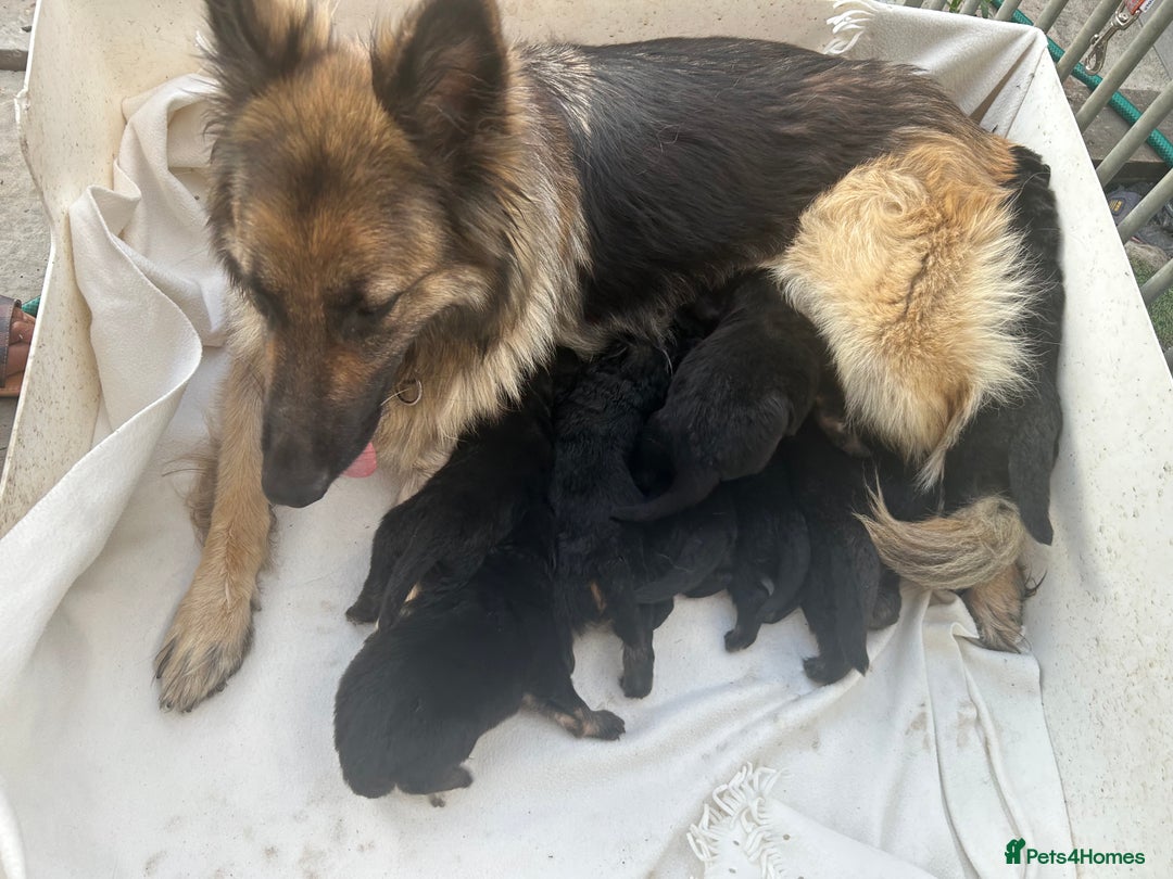 German Shepherd dogs for sale: £1000 - Image 2