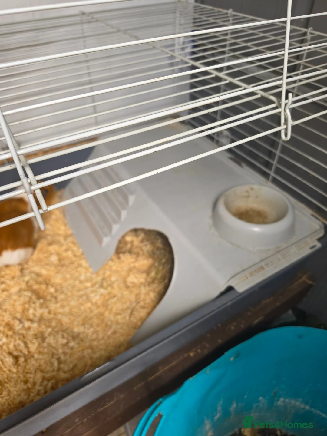 Guinea Pig rodents for sale: 2 female guinea pigs in York - Advert 6