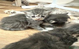 Maine Coon cats for sale: 3/4 maine coon kittens - Image 4