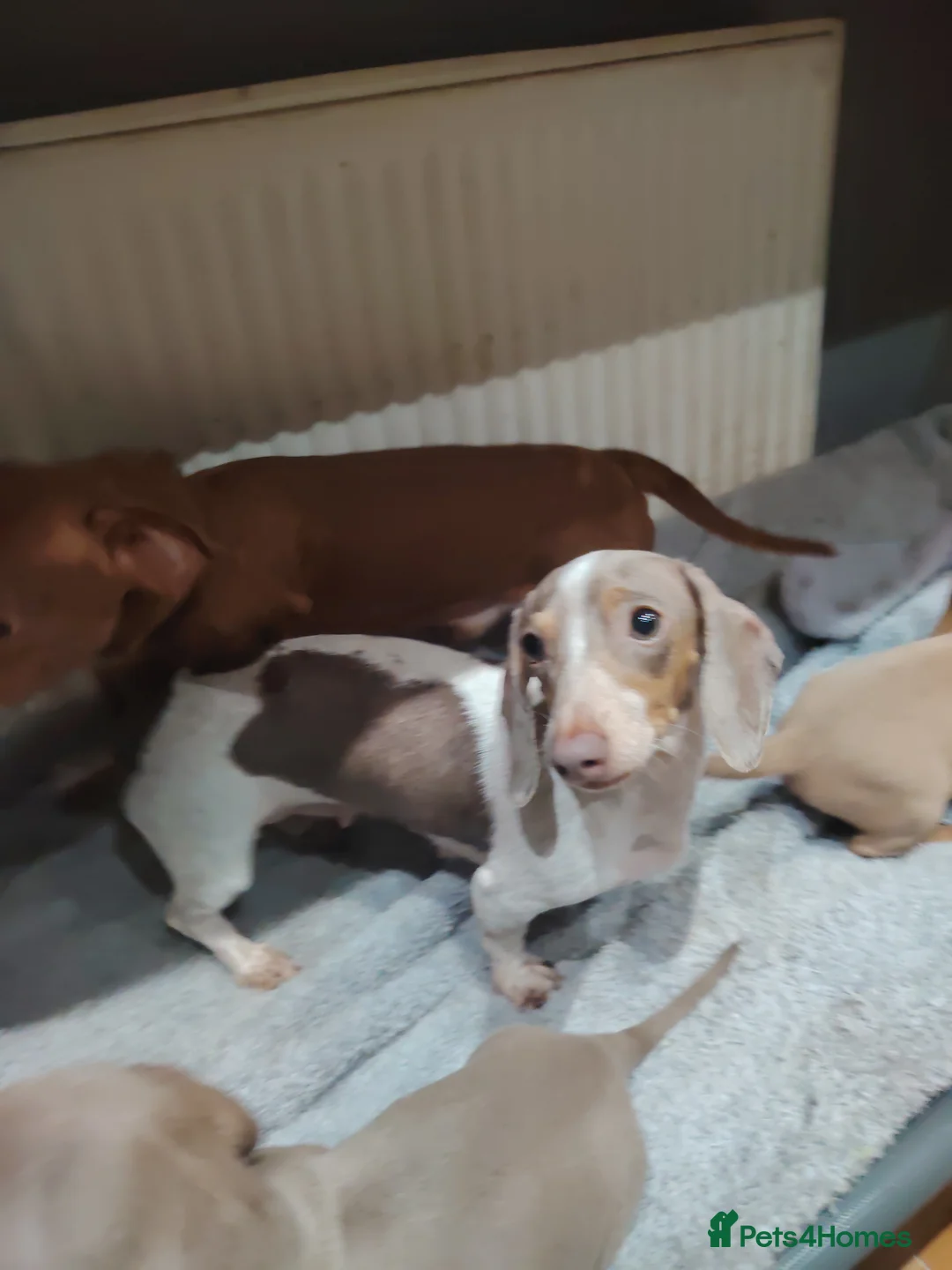 Miniature Dachshund dogs for sale: Miniature dachshund  - Advert 1