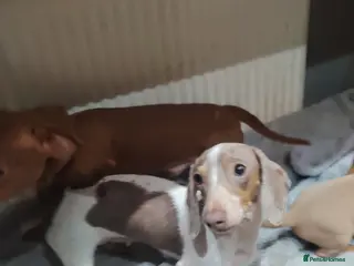 Miniature Dachshund dogs Miniature dachshund - Advert 1