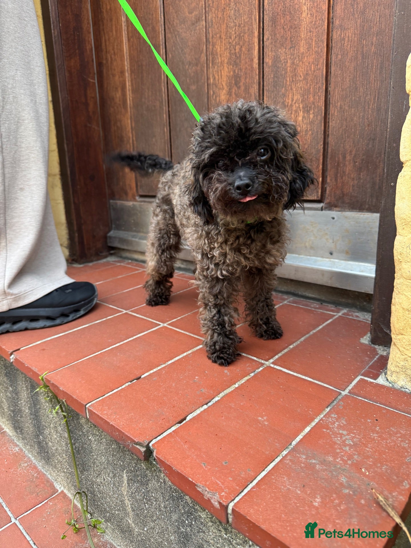 Toy Poodle dogs Tiny Sable Asian Toy Poodle - 2kg - Advert 2