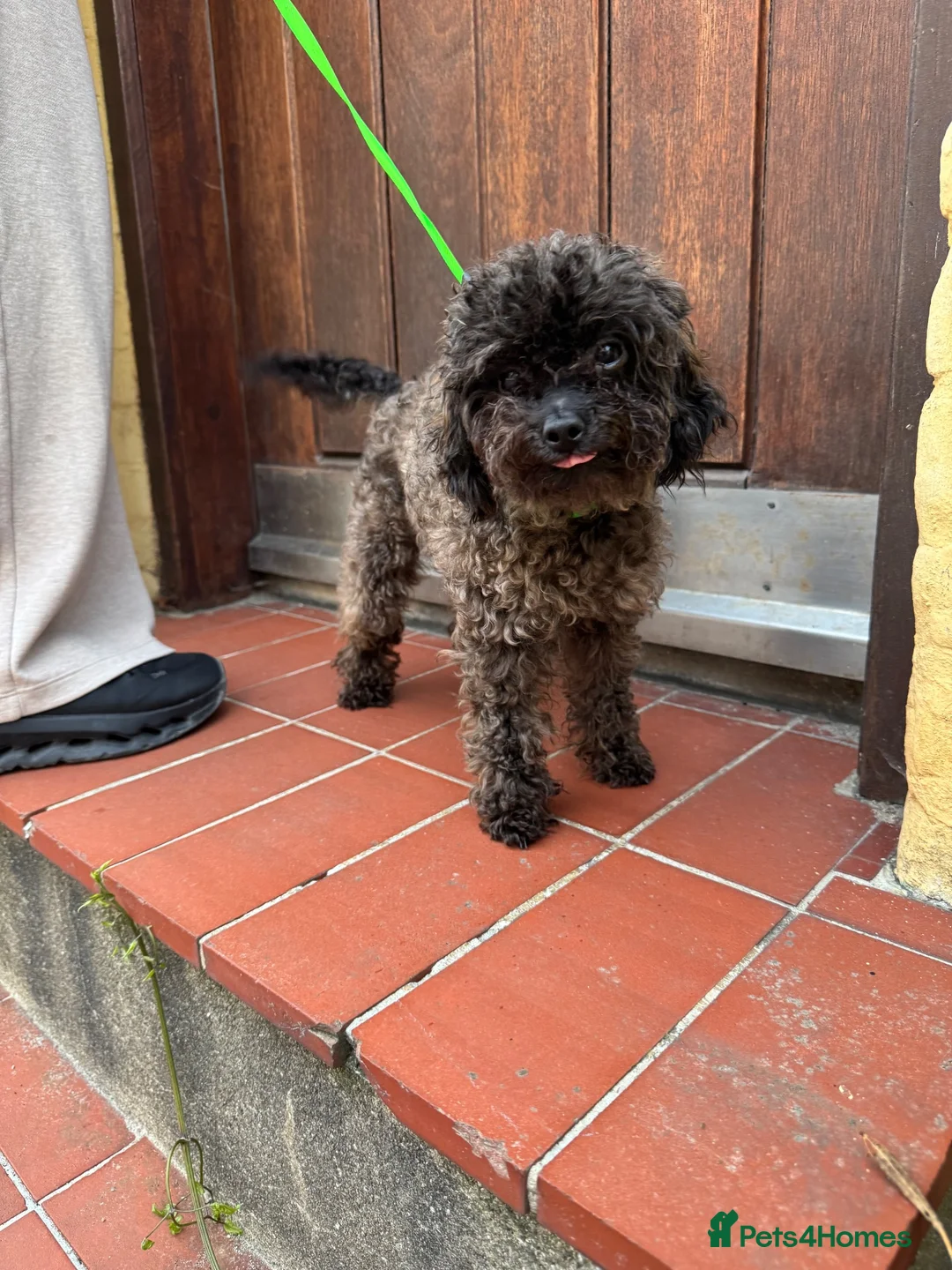 Toy Poodle dogs for sale: Tiny Sable Asian Toy Poodle - 2kg - Advert 1