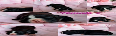 Staffordshire Bull Terrier Puppy 5